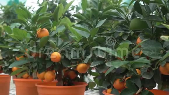 在这种柑橘的温室里生长的小柑橘树叫玉祖视频的预览图