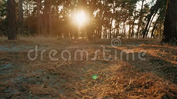 运动的年轻人在大自然中奔跑在松林中剪影的阳光户外健康生活方式视频的预览图