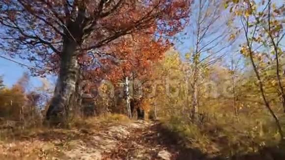 镜头移动在森林道路上秋天的美丽森林视频的预览图