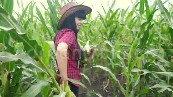 智能生态是一种收获生活方式农业耕作理念农民女孩植物研究员收割玉米芯视频的预览图