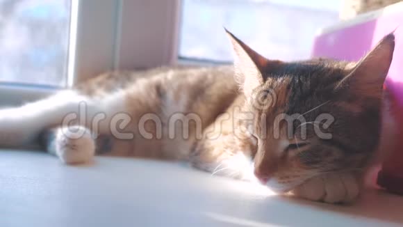 猫睡觉的概念猫在窗户上睡觉阳光和窗户是生活方式一个可爱的视频视频的预览图