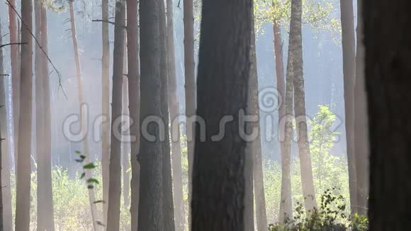 砍伐森林的现代设备森林收割机视频的预览图