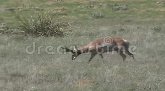 羚羊巴克格拉兹视频的预览图