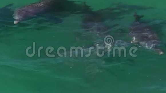 中型海豚射击视频的预览图