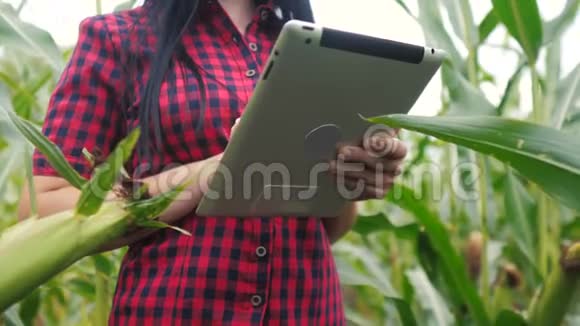 智慧生态农业养殖理念一位植物生活方式研究者在检查时使用触摸平板电脑视频的预览图