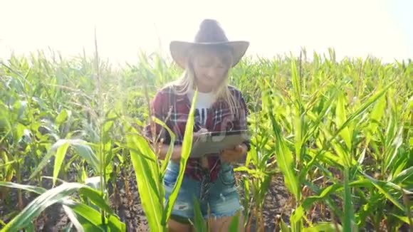 智慧农业慢动作视频概念女孩农学家持有平板电脑触摸生活方式垫电脑在玉米地是视频的预览图