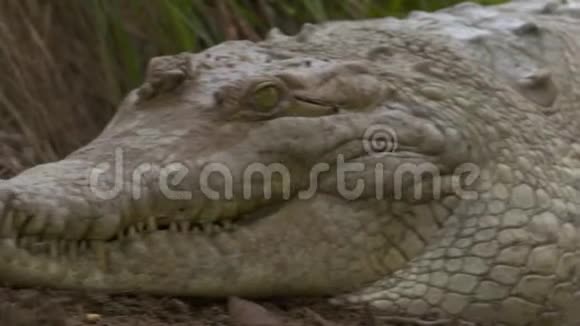 哥伦比亚维西拉雷公园巨大的奥里诺科鳄鱼视频的预览图