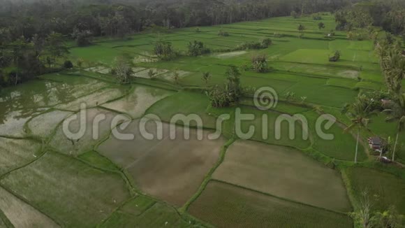 日落时雨林丛林景观的4K空中飞行视频4K无人机镜头没有编辑巴厘岛视频的预览图