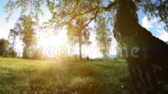 阳光明媚的乡村草地在山上有绿草树木和阳光运动滑块对角线运动视频的预览图