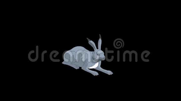 灰兔说谎动画与阿尔法频道视频的预览图