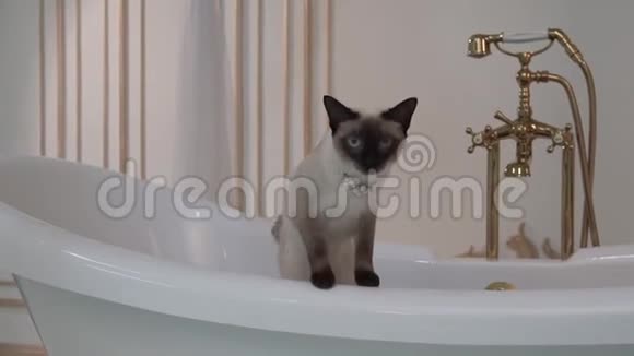 主题是奢侈品和财富一只没有湄公河尾巴的猫在室内的复古浴室里繁殖视频的预览图