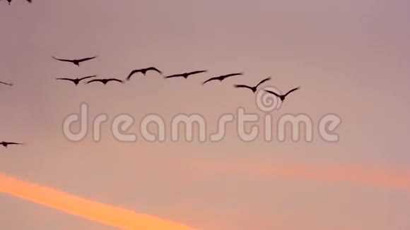 在秋日夕阳下鹤群高高飞起视频的预览图