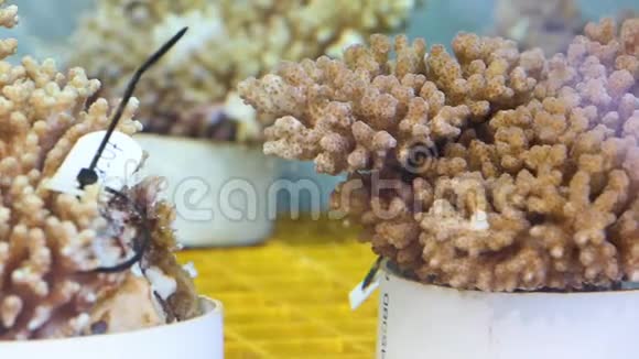 水族馆里的珊瑚视频的预览图