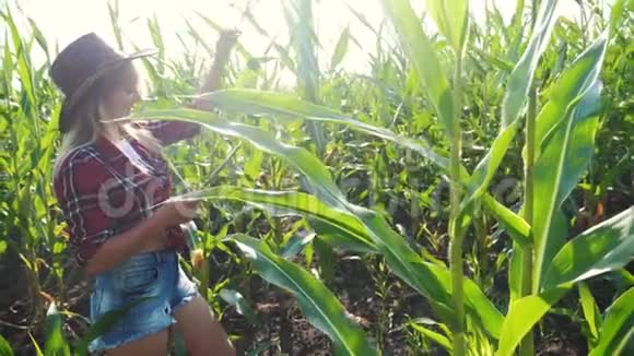 智慧农业慢生活方式运动视频概念女孩农学家在玉米地里拿着平板电脑视频的预览图