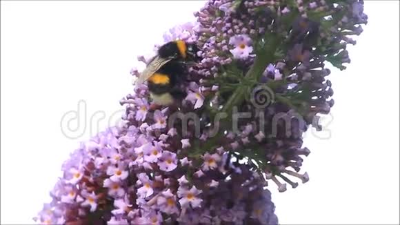 紫丁香紫色花朵上的大黄蜂视频的预览图