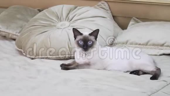 主题是奢侈品和财富一只没有尾巴的小猫一只纯种的麦科根一只小猫躺在一张大床上视频的预览图