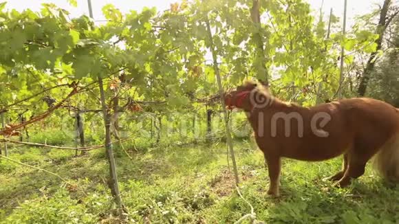 美丽的棕马吃葡萄小马在意大利的葡萄园吃葡萄特写镜头视频的预览图