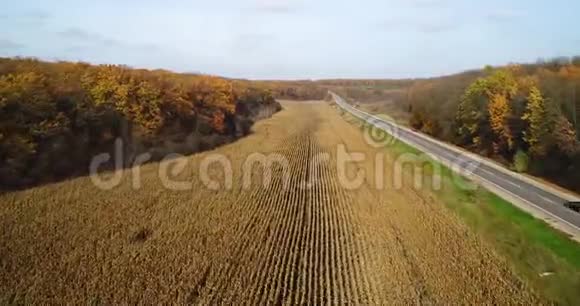 秋林路鸟瞰日落近玉米地视频的预览图