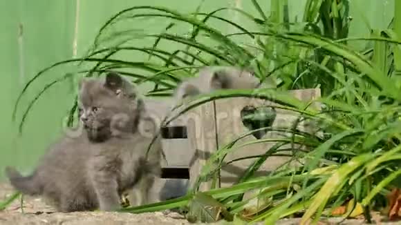 小猫在花园里玩耍视频的预览图