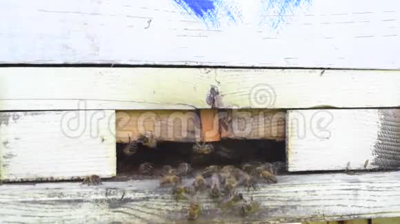 蜜蜂在夏天采集花蜜然后把它带到蜂巢视频的预览图