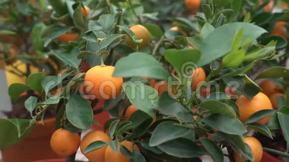 在这种柑橘的温室里生长的小柑橘树叫玉祖视频的预览图