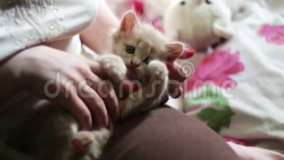 小毛茸茸的红色小猫在女主人手里抓着红色的指甲玩的是咬她抓她视频的预览图