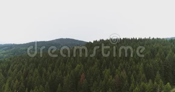 森林自然景观空中拍摄视频的预览图