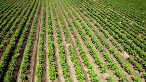 春季麦田成熟的空中镜头农业景观视频的预览图