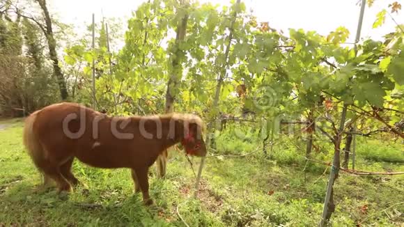 美丽的棕色小马吃葡萄小马在意大利的葡萄园吃葡萄特写镜头视频的预览图