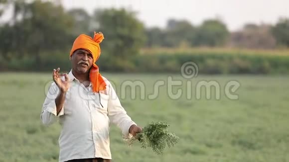 印度农民在鹰嘴豆田农民展示鹰嘴豆植物视频的预览图