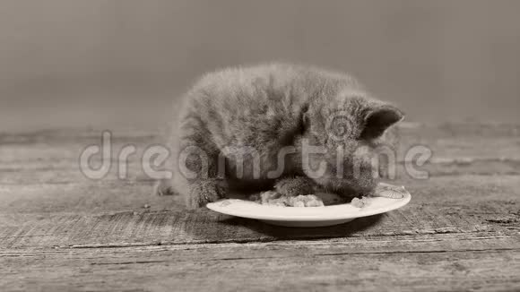 小猫吃盘子里的宠物食物视频的预览图