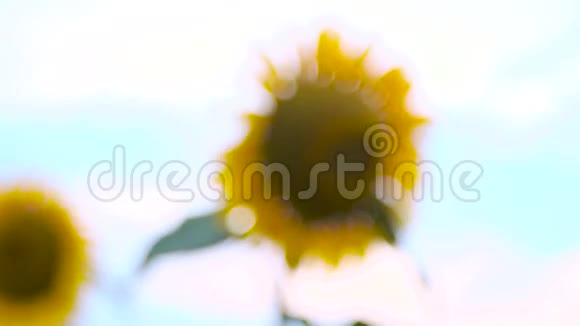 一片黄色的向日葵视频的预览图