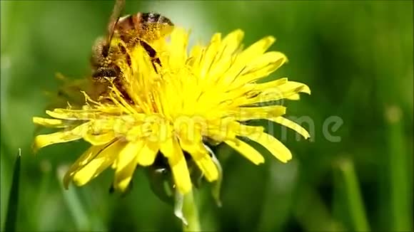 蜜蜂视频的预览图