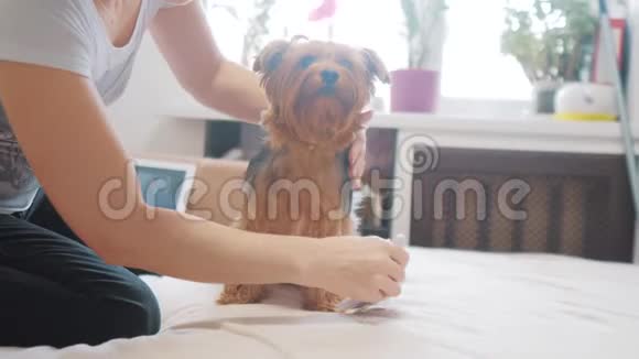 女人在刷牙狗搞笑视频女孩梳一个小毛狗宠物护理女人用梳子刷的生活方式视频的预览图