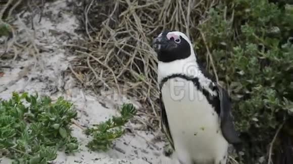 地名澳大利亚企鹅镇视频的预览图