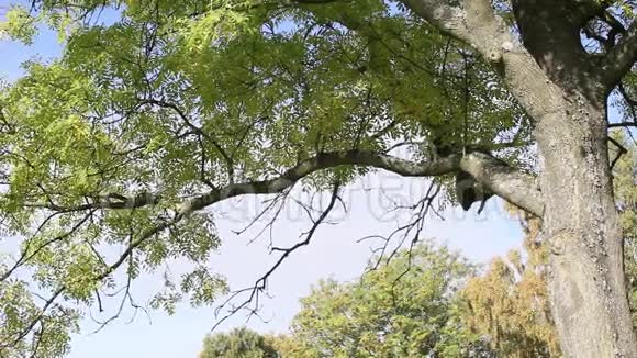 苏格兰秋天美丽的公园录像片段视频的预览图