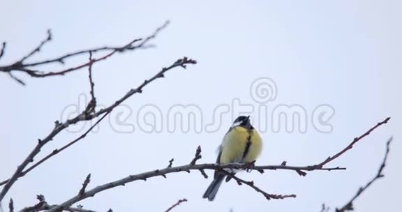 冬天美丽的小鸟大山雀视频的预览图