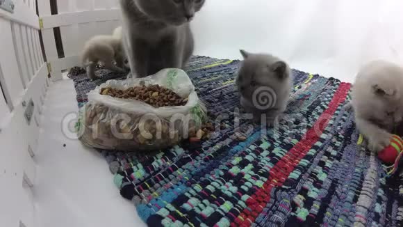 小猫在一个小院子里一起吃饭彩色的脱光地毯视频的预览图