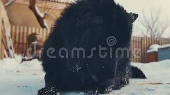 在雪地上链上嬉戏的小杂种狗养犬视频的预览图