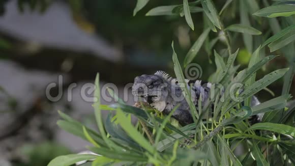 野生动物中的鬣蜥墨西哥坎昆视频的预览图