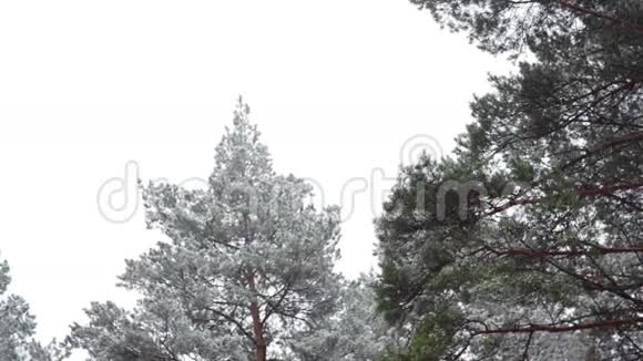 冬天的松林和降雪视频的预览图