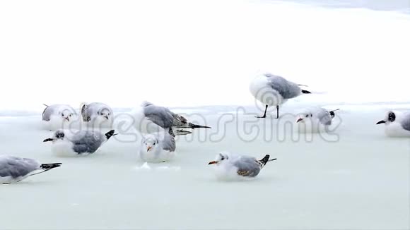 海鸥在湖面上破冰冬季视频的预览图