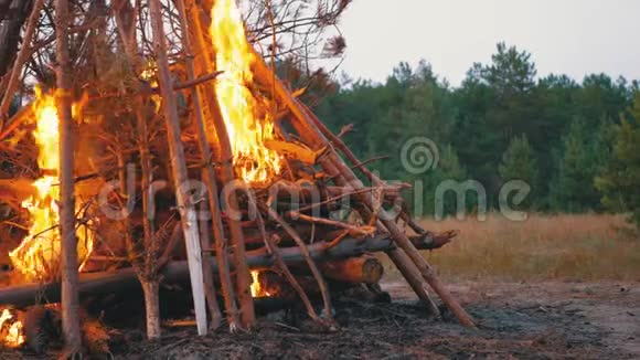 大篝火的树枝燃烧在黄昏的森林大火熊熊燃烧视频的预览图