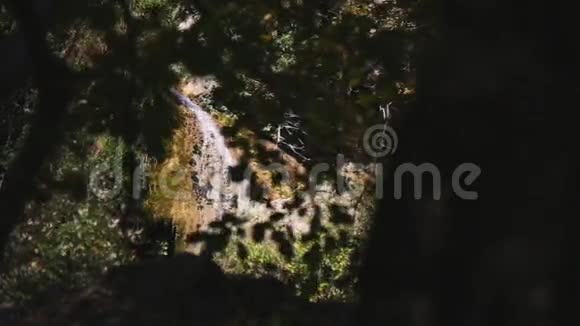路在秋林秋天的风景视频的预览图
