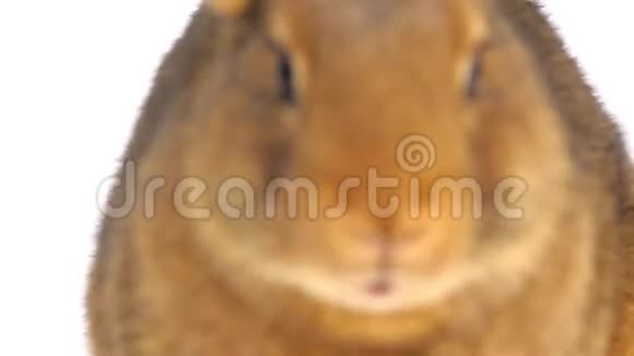 可爱的棕色兔子吃视频的预览图