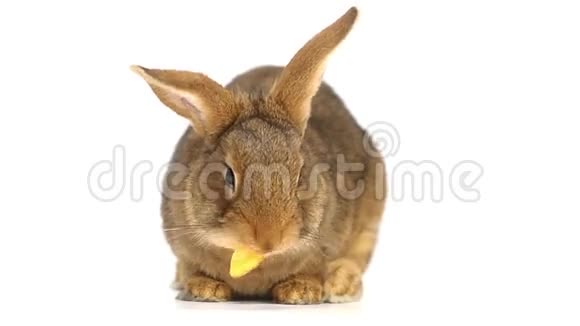 可爱的棕色兔子吃视频的预览图