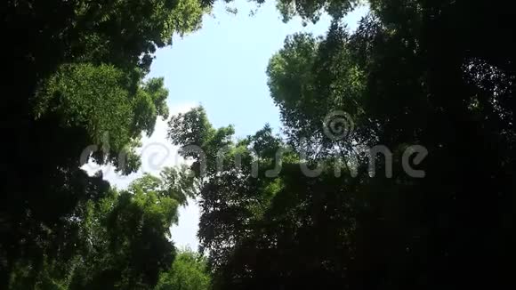 东京竹林公园视频的预览图