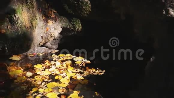 路在秋林秋天的风景视频的预览图