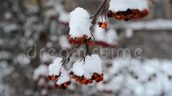冬天雪覆盖的罗维浆果视频的预览图