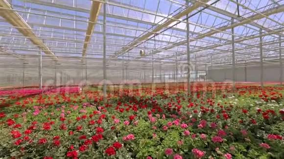 大型现代化温室的全景明亮的大温室有透明的屋顶和盛开的花朵视频的预览图